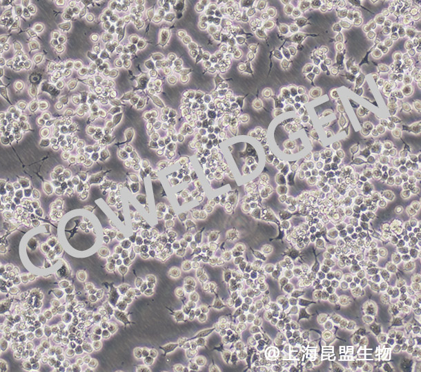 RAW 264.7小鼠单核巨噬细胞白血病细胞