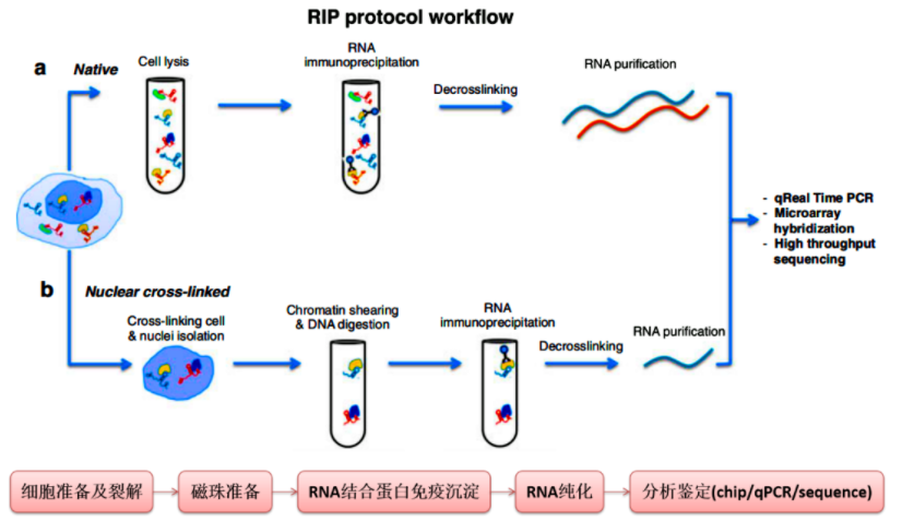 RNA结合蛋白免疫沉淀（RIP）