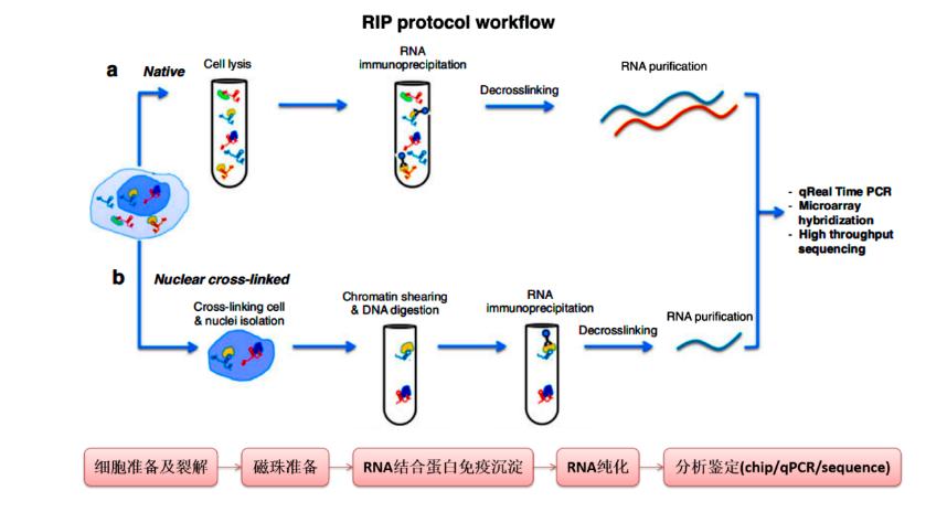 RNA结合蛋白免疫沉淀（RIP）