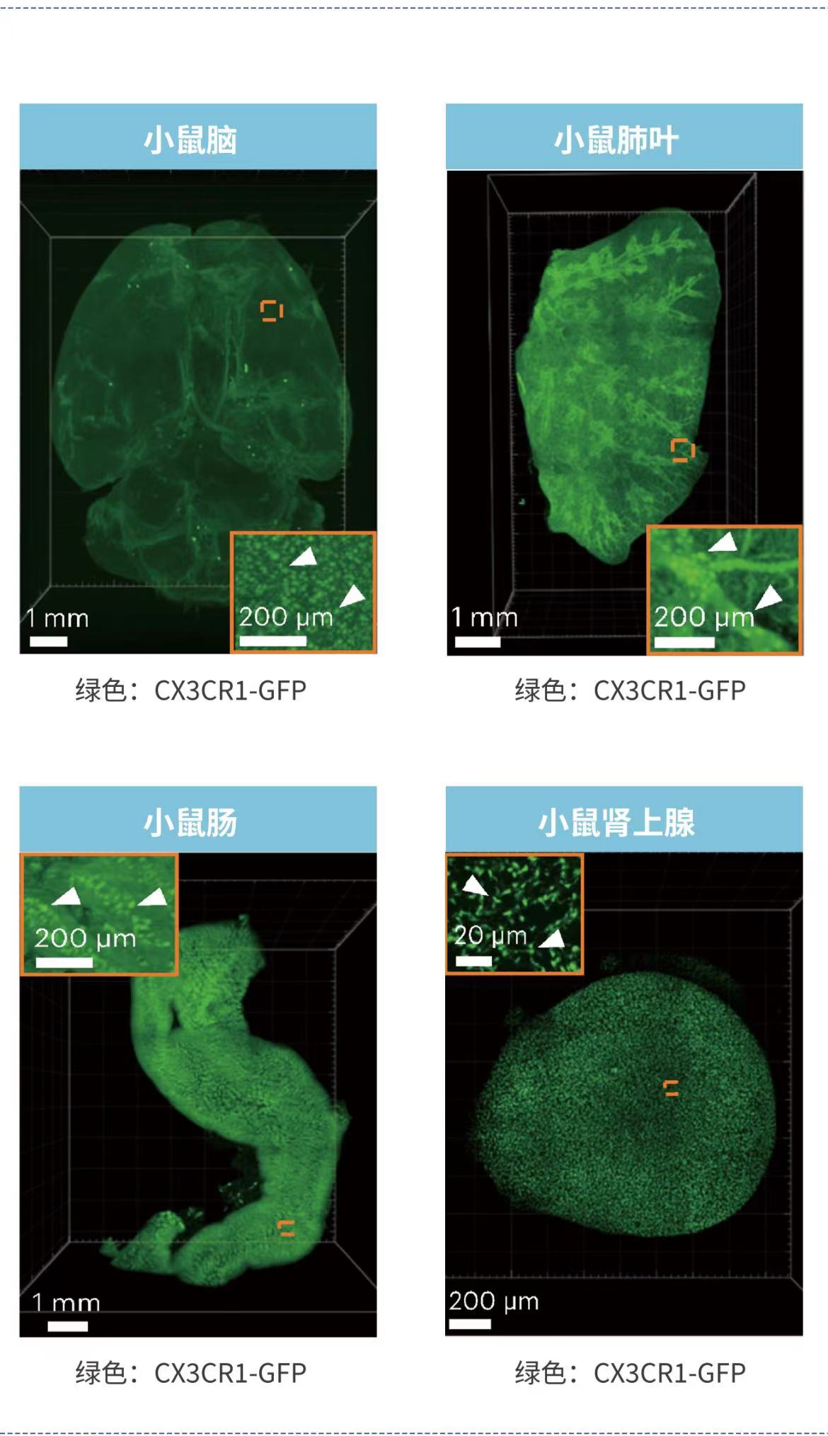 组织透明化检测